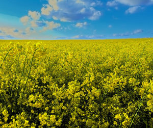 Scenic view of oilseed rape field against sky