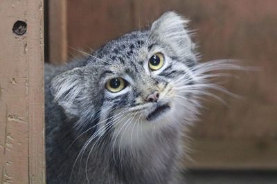 Close-up portrait of a cat