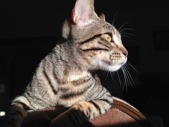 Close-up of a cat looking away