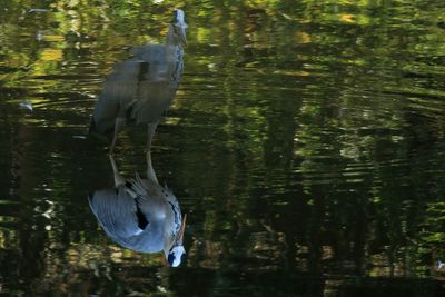 Bird flying over lake