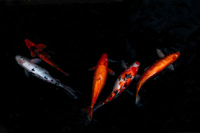 Koi carps swimming in sea