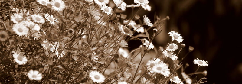 Close-up of flowers