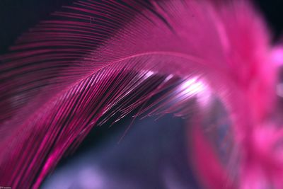 Full frame shot of pink feathers