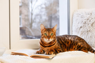 Beautiful bengal cat lying on window sill with book on plaid