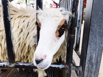 Close-up of cow