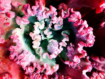 Close-up of pink flowers