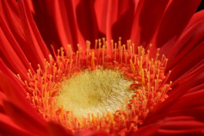 Full frame shot of red flower