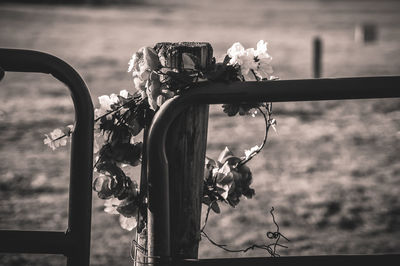 Close-up of plants against sky