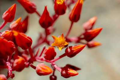 Close-up of red maple leaves on plant