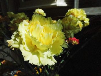 Close-up of yellow flowers