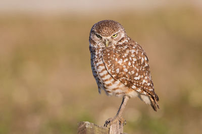 Close-up of bird perching outdoors