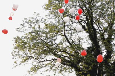 Low angle view of red balloons hanging on tree