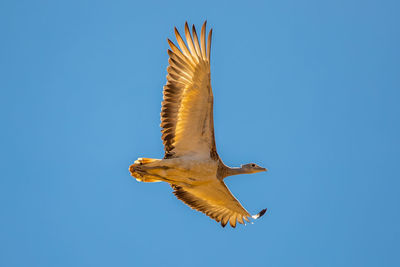 Low angle view of bird with spread wings flying against clear blue sky