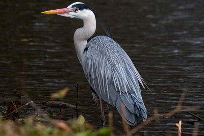 High angle view of gray heron in lake