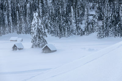 Snow covered field by trees