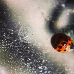 Close-up of ladybug