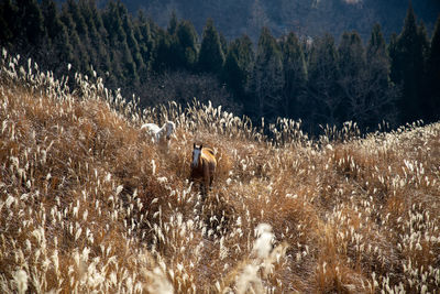 View of birds on land