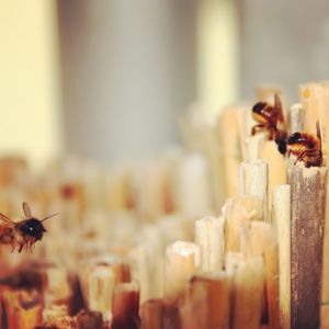 Close-up of food on table