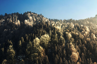 Close-up of silhouette trees against sky