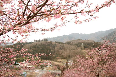 Cherry blossoms in spring