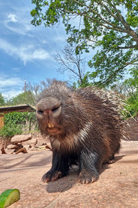 View of an animal against sky