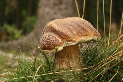 Close-up of mushroom