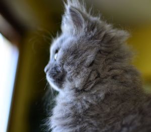 Low angle view of persian cat