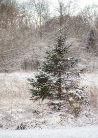 Pine trees in forest during winter