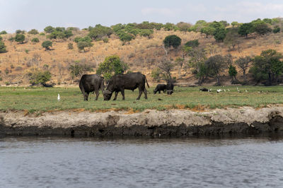 Horses in a lake