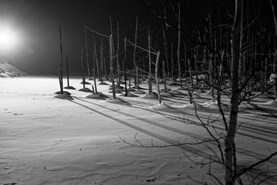 Bare trees on snow covered field at night