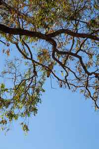 Low angle view of tree against blue sky