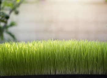 Close-up of crops growing on field