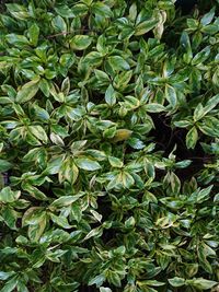 Full frame shot of fresh green plants