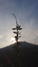 Close-up of plant against sky