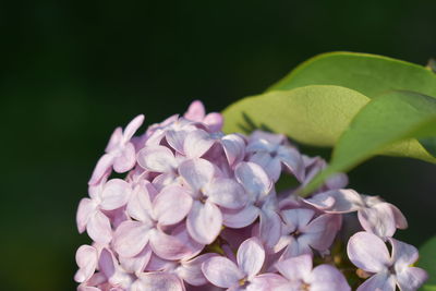 Close-up of pink hydrangea flowers