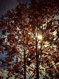 Low angle view of trees against sky