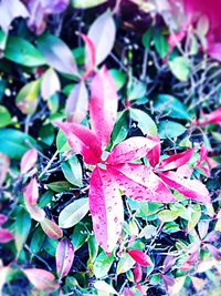 Close-up of plant with water drops