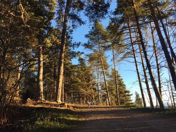 Trees in forest against sky