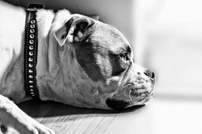 Close-up of dog resting