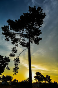 Low angle view of silhouette trees against sky during sunset