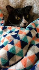 Close-up portrait of cat on bed at home