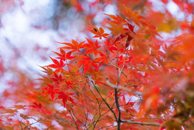 Close-up of maple leaves on tree