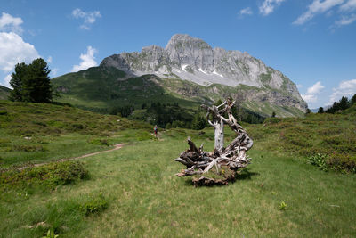 Dead tree on field against sky