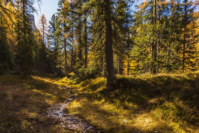 Trees in forest during autumn