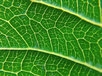 Full frame shot of green leaf