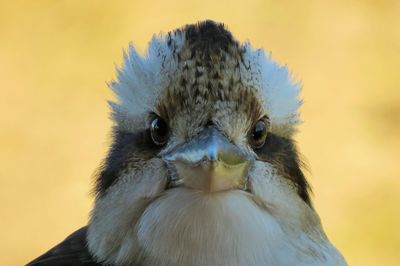 Close-up of kookaburra