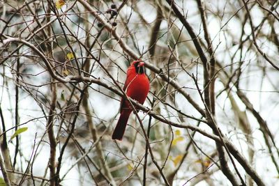 Close-up of bird perching on branch