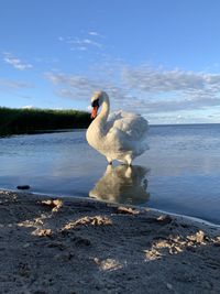 View of swan on lake