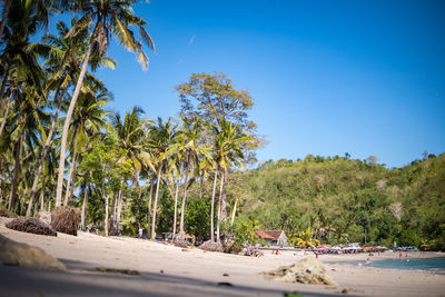 Trees on beach against clear blue sky