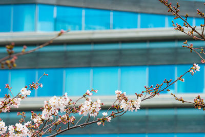 Close-up of cherry blossom tree